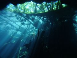 A look up at the jungle from a dive in the Chac Mool ceno... by Kenn Bolbjerg 
